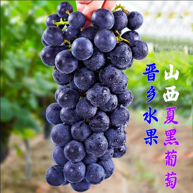 顺丰包邮夏黑无籽葡萄1斤2斤3斤4斤现摘现发水果天然多汁
