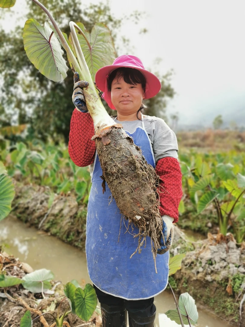 正宗乐昌炮弹香芋 张溪香芋 大芋头槟榔芋