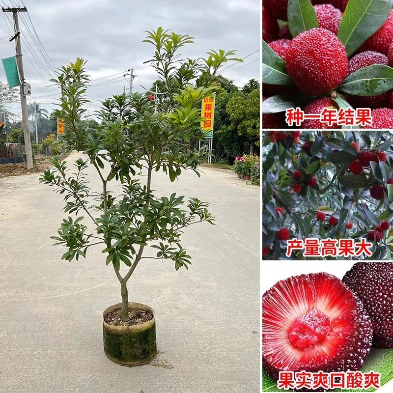 【三年仙居杨梅苗】正宗东魁杨梅嫁接苗树杨梅苖南北方种植果