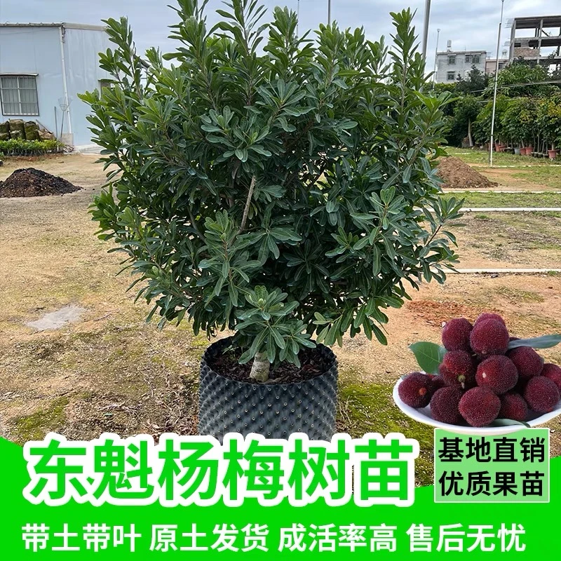 【小强四年生仙居杨梅苗】正宗东魁杨梅嫁接苗树杨梅苖南北方种植果