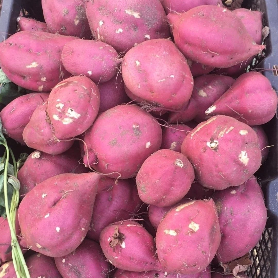 正宗桥头地瓜粉糯香甜新鲜现挖小圆果5-9斤净重包邮