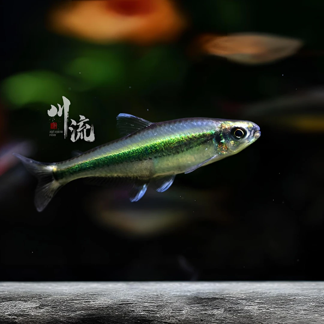 【川流AquariumFish】翡翠梦境高端南美灯鱼热带鱼/集邮/已定水检疫