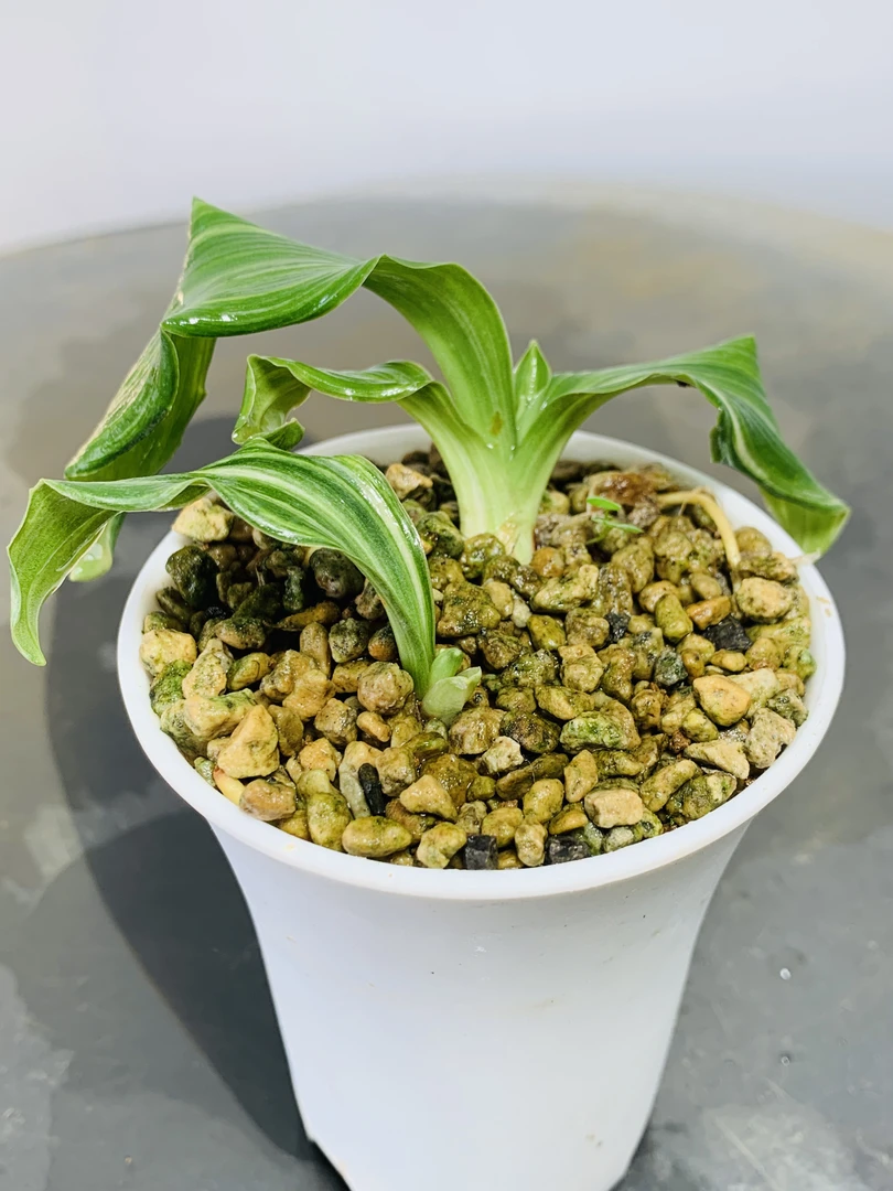 日本进口升龙之舞万年青包邮