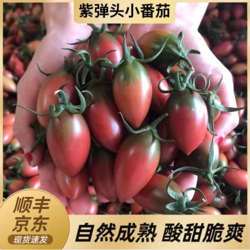 脆口爆汁紫弹头小番茄圣女果京东EMS空运包邮