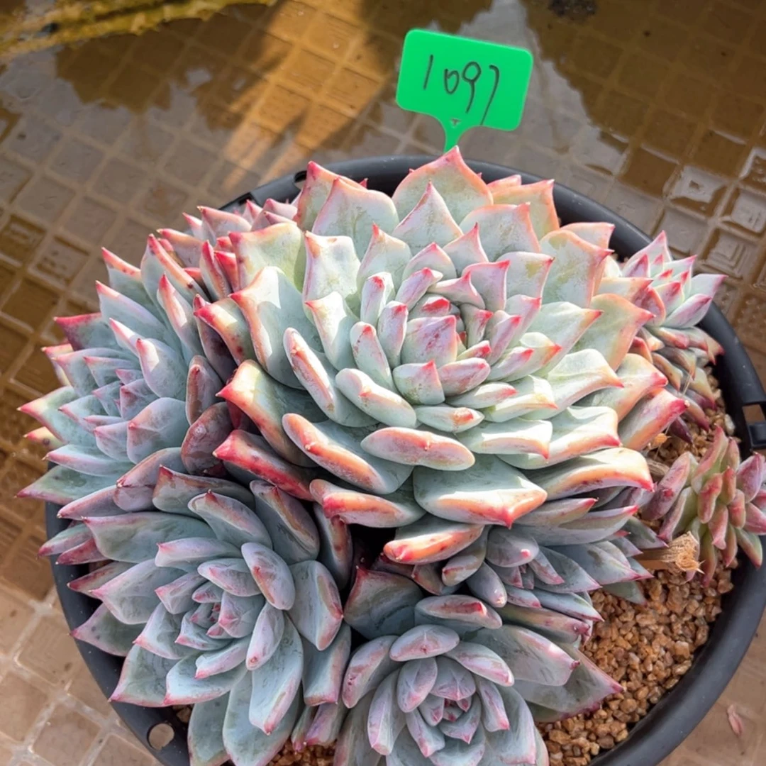 【闪购商品】凤*1097祖母绿多肉180