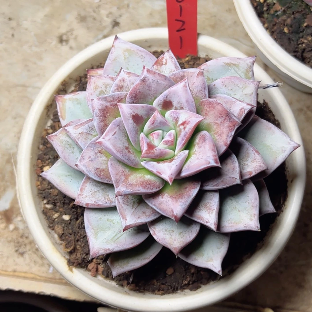 【闪购商品】冬****万10121祖母绿多肉58