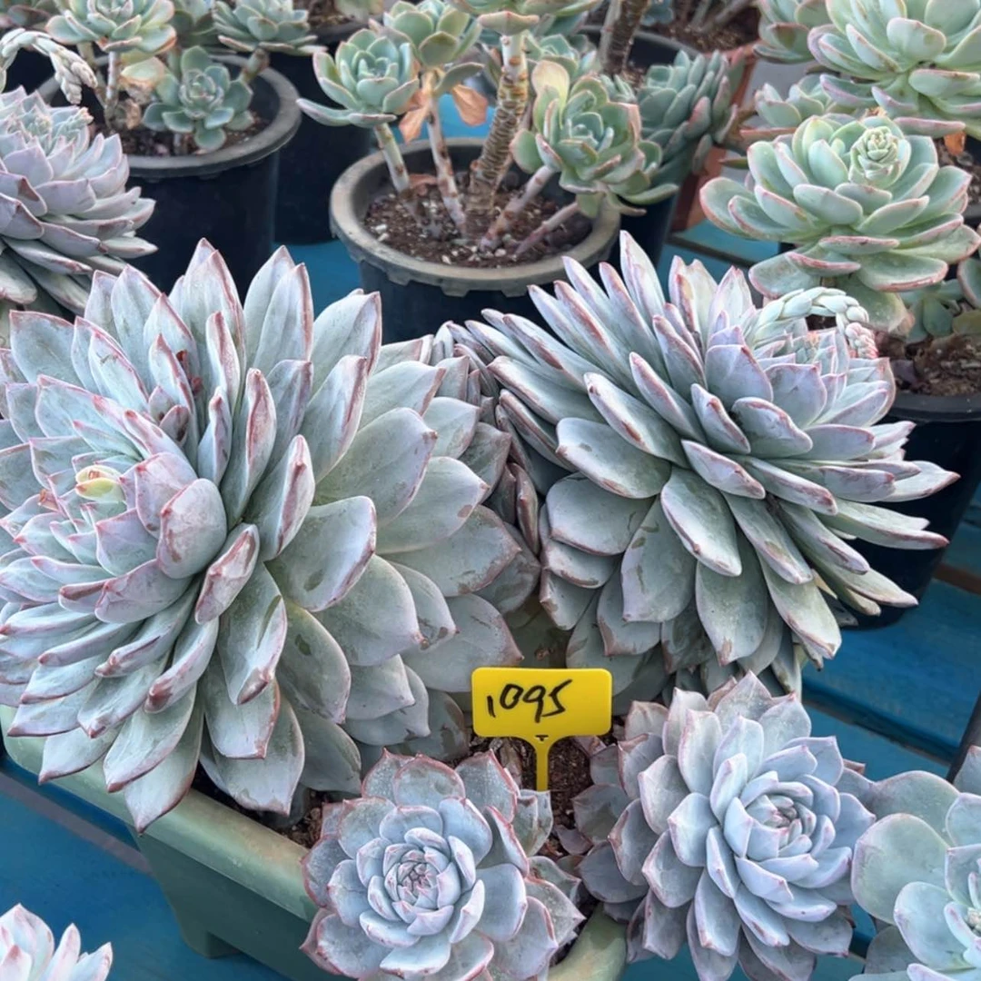 【闪购商品】小**！1095粉蓝鸟多肉58