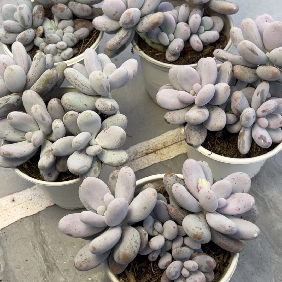 【闪购商品】奶酪多肉15.8