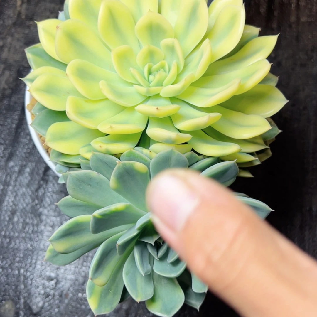 【闪购商品】贝拉多娜锦多肉88.88