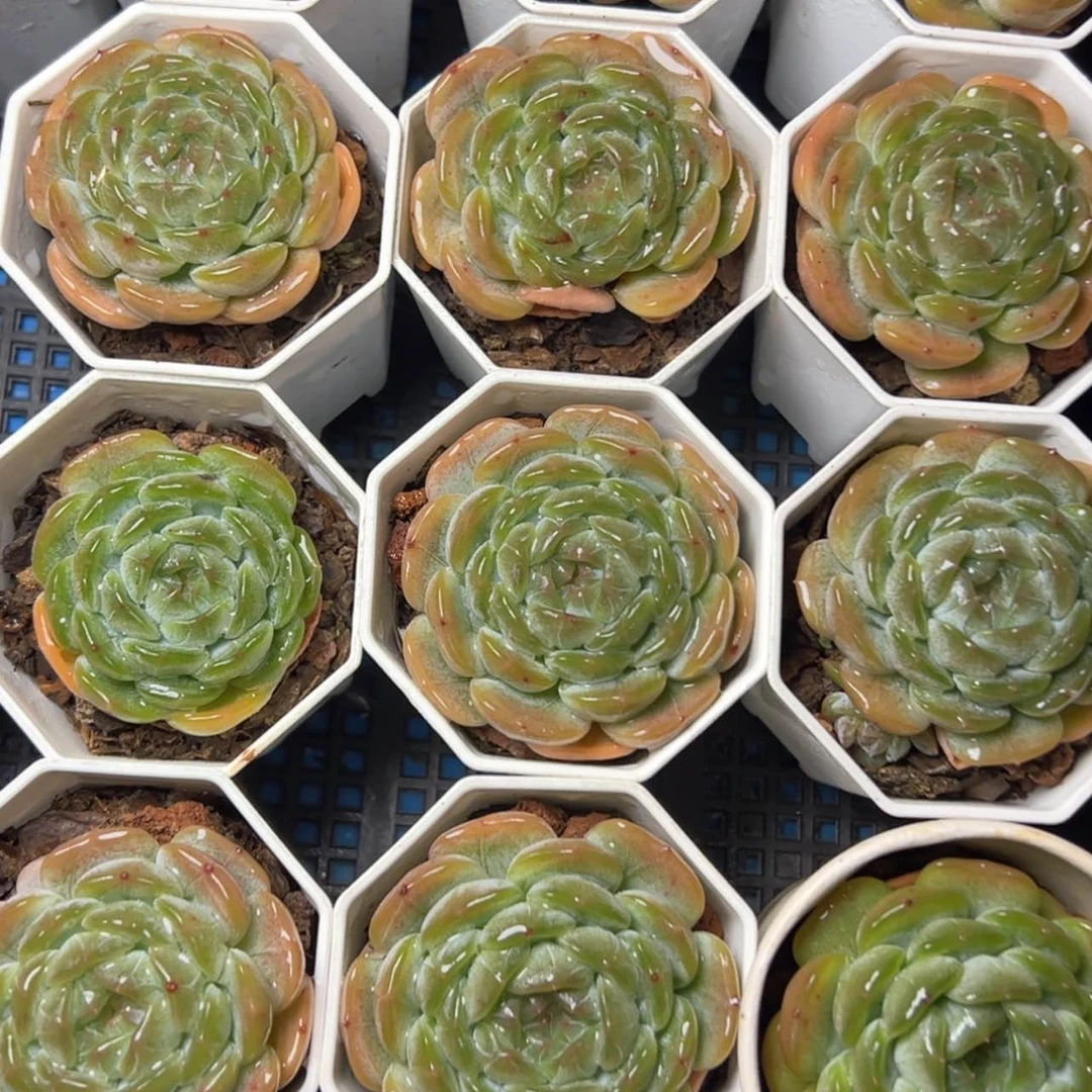 【闪购商品】单头白恋量拍19