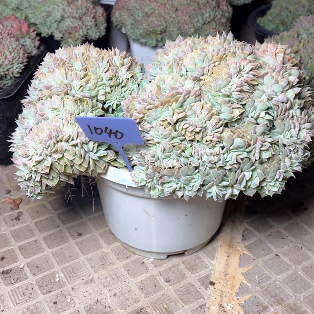 【闪购商品】1040昂丝诺缀78