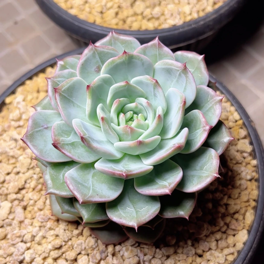 【闪购商品】香槟杂美人系多肉29