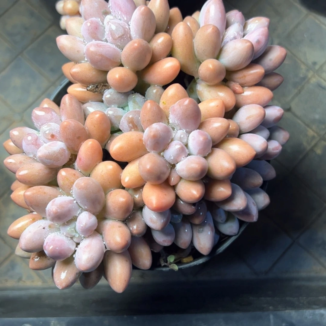 【闪购商品】汤圆多肉量拍29