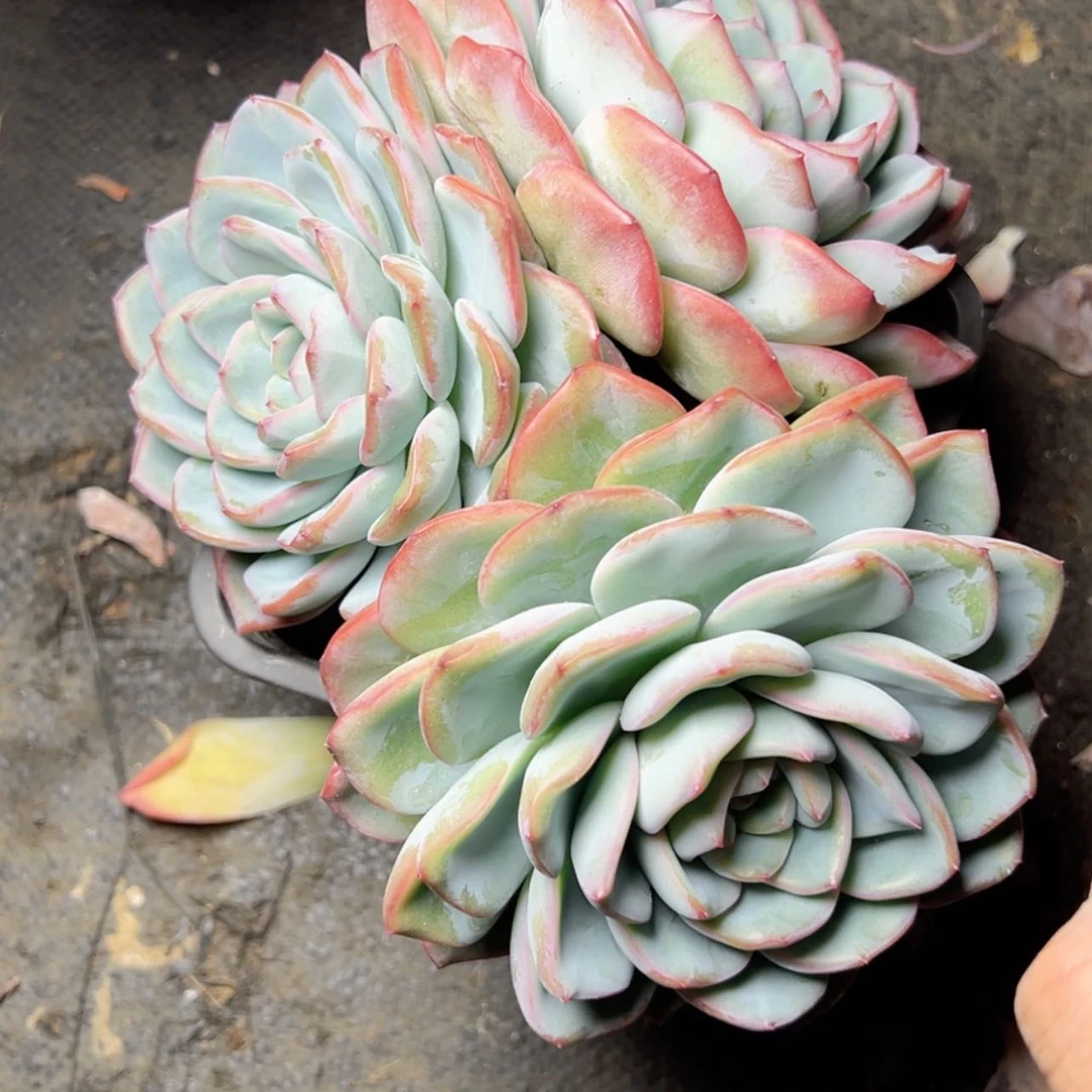 【闪购商品】泡芙多肉58