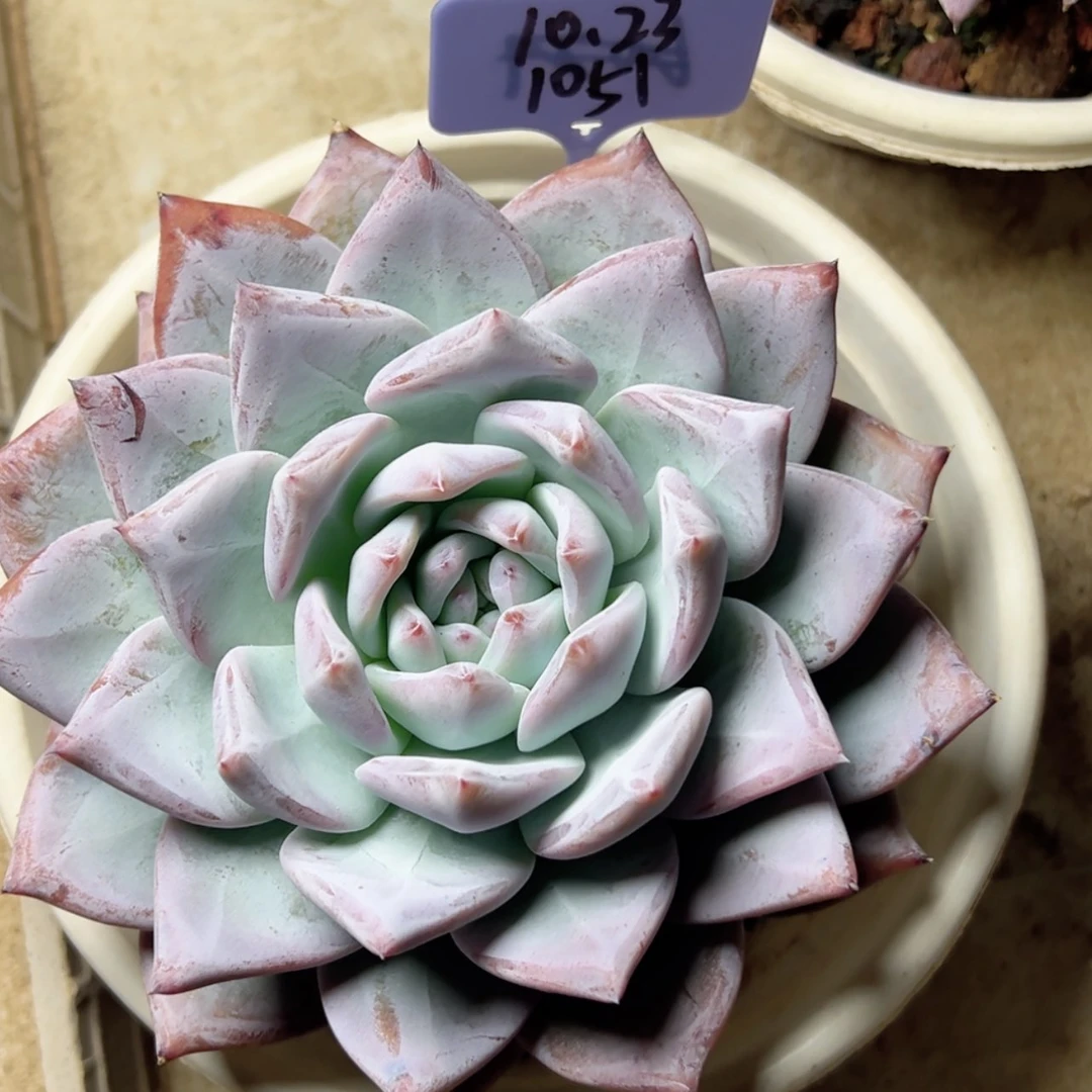 【闪购商品】焱*1051黑卡多肉58