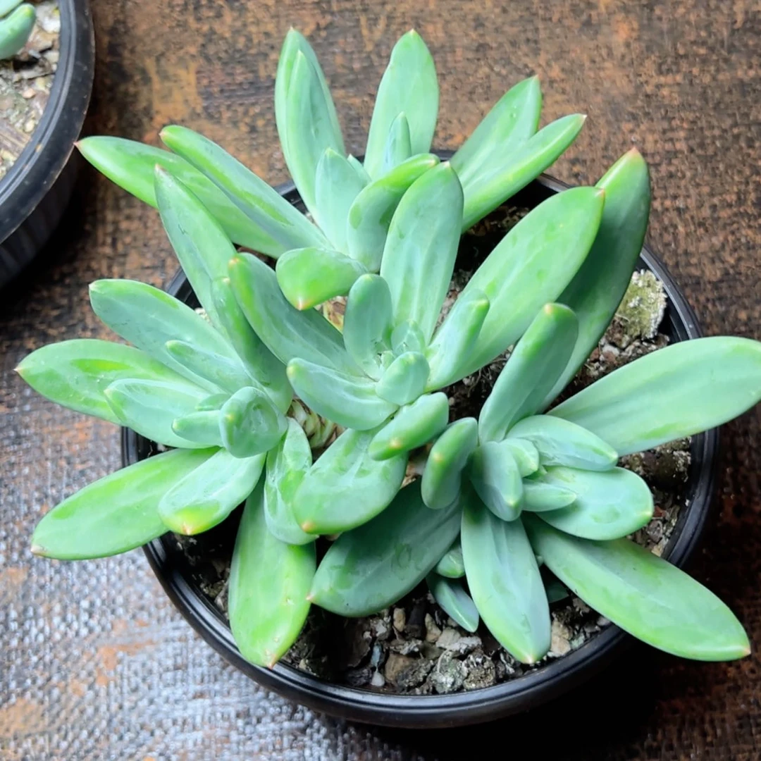 【闪购商品】海洋之歌多肉98