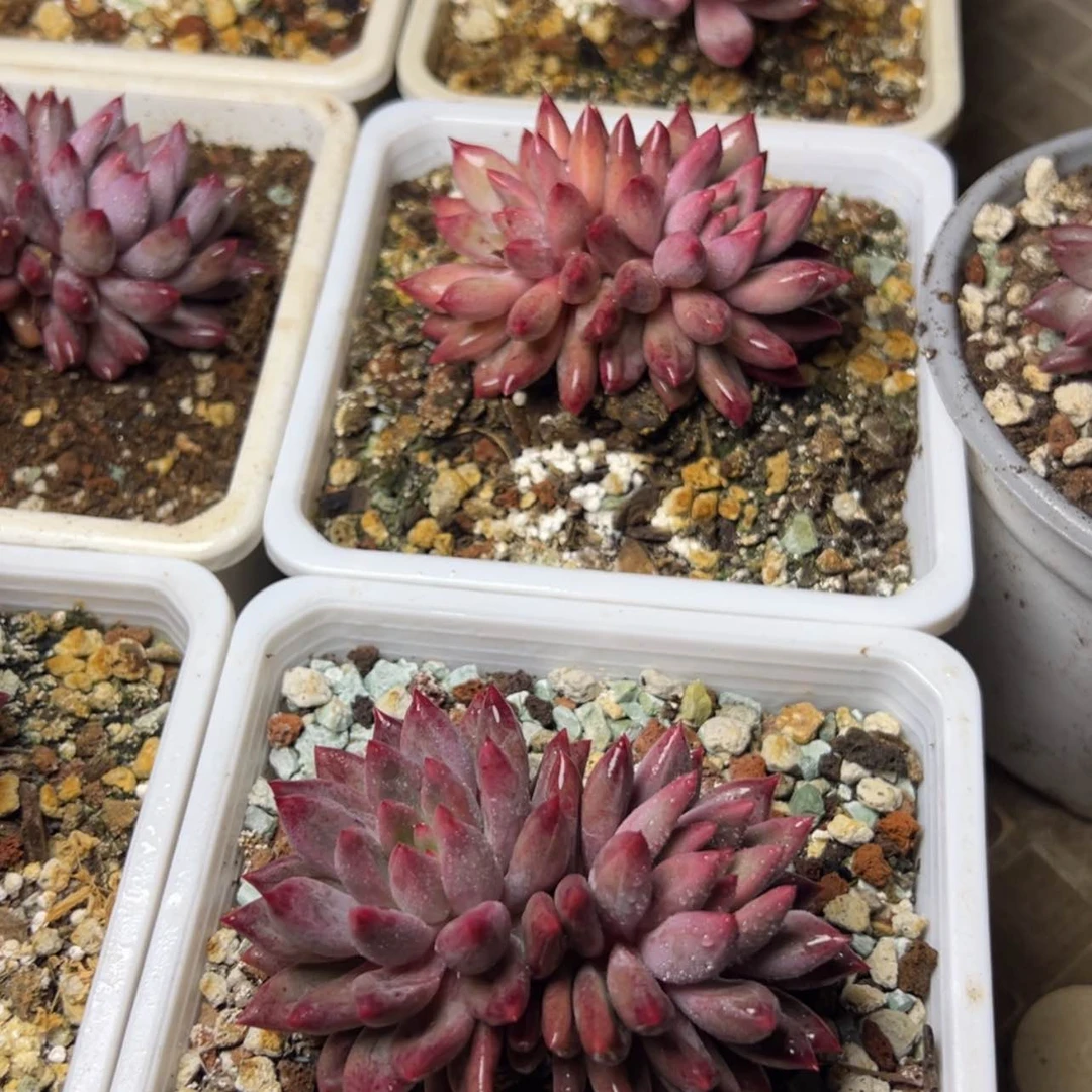 【闪购商品】京美人多肉19.8