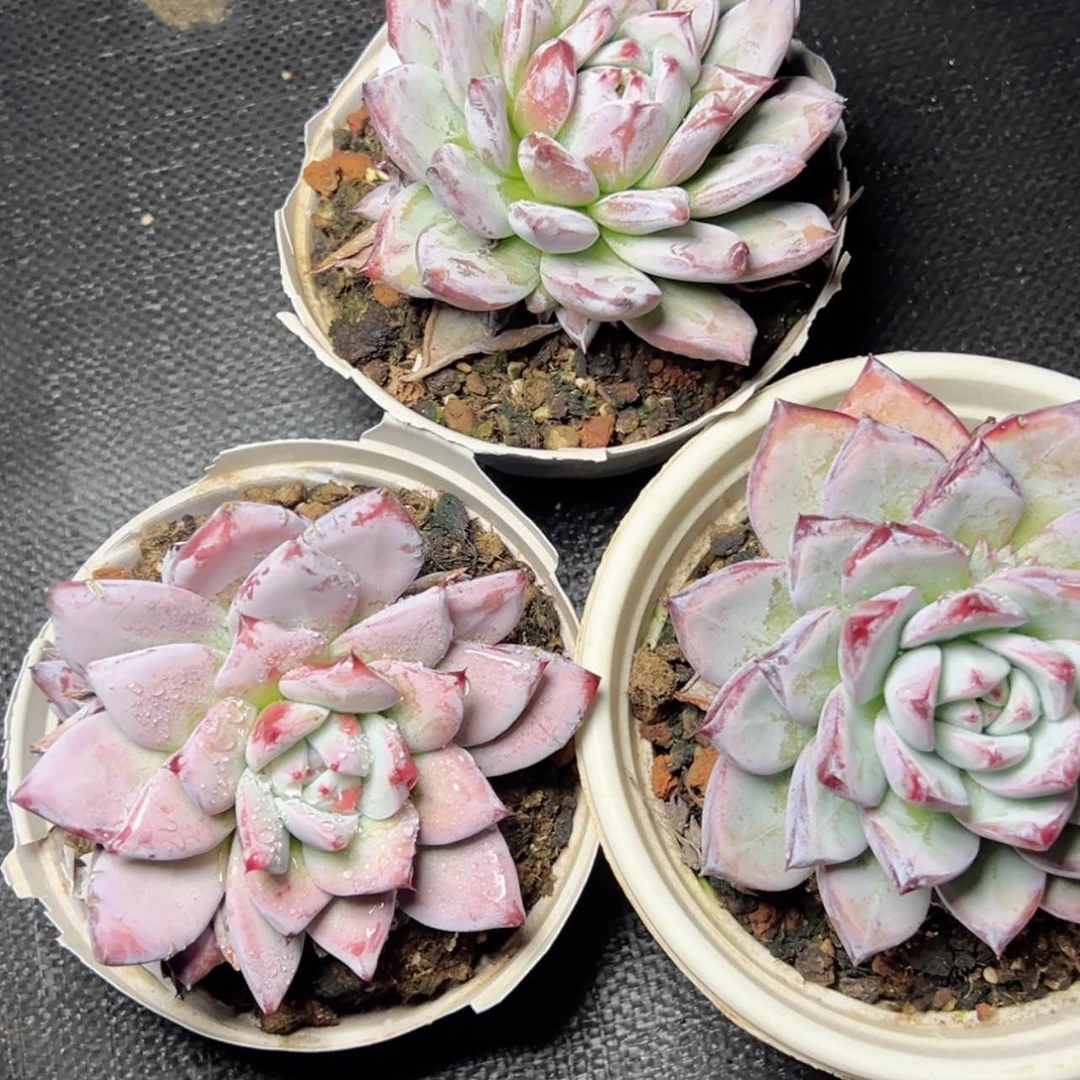 【闪购商品】多头祖母绿多肉68