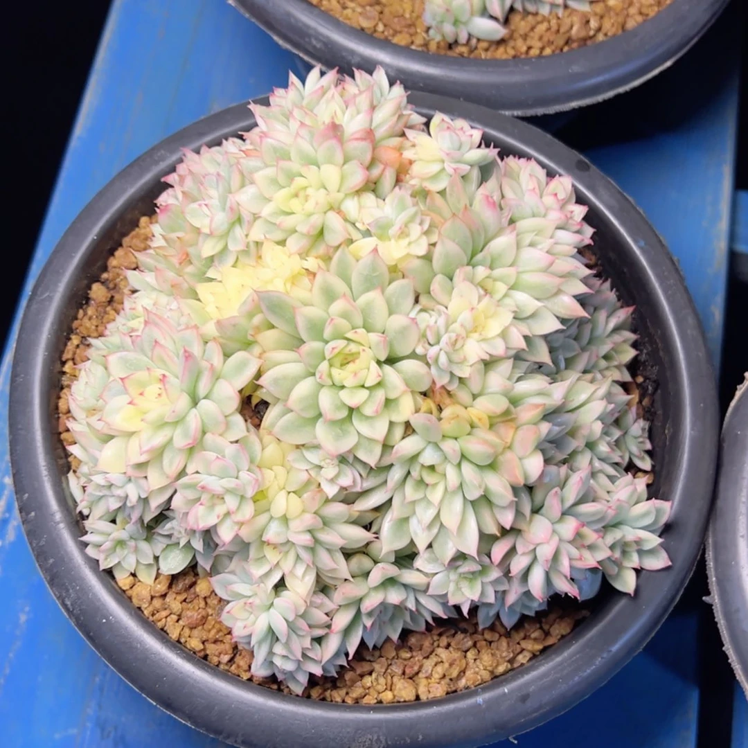 【闪购商品】女雏锦多肉19.8