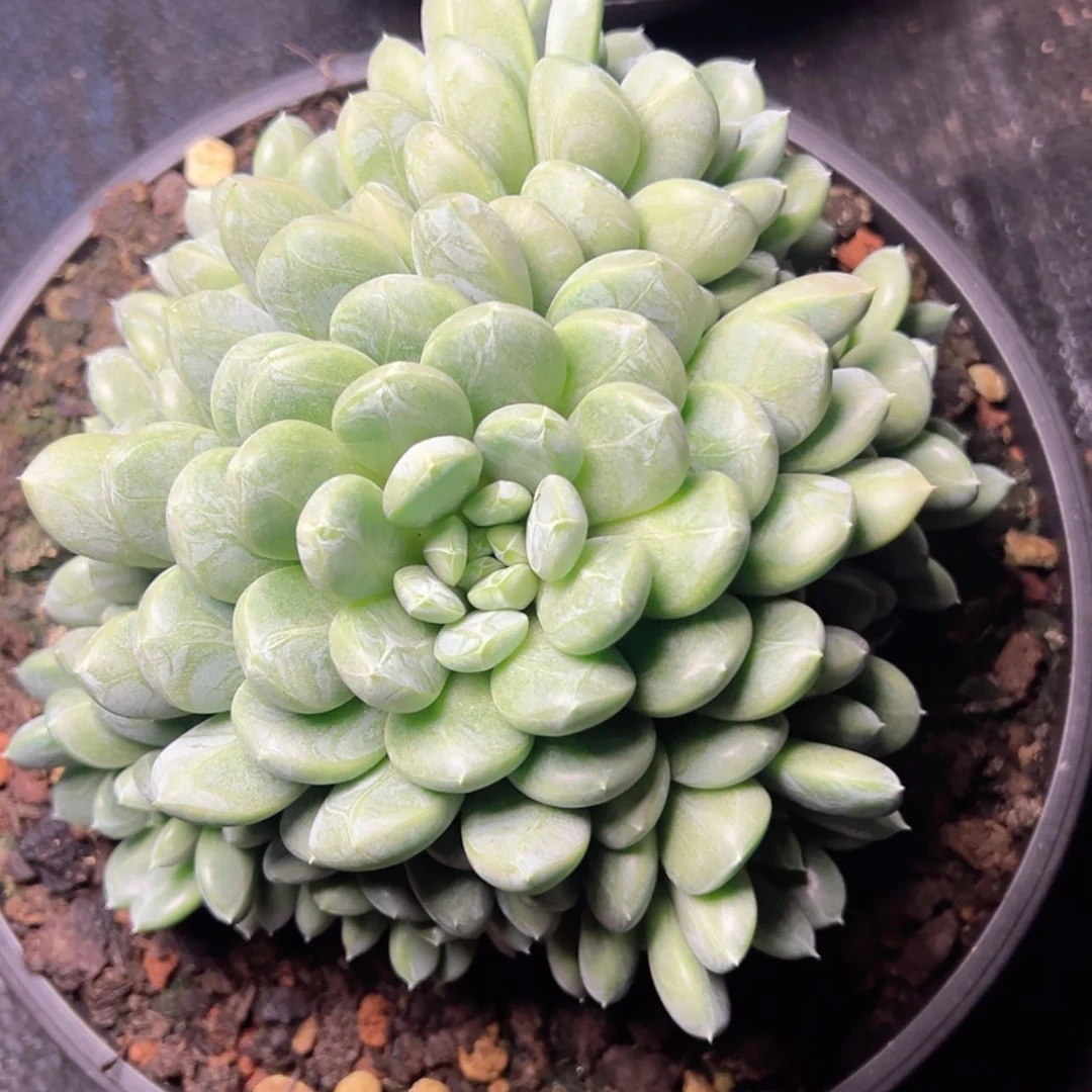 【闪购商品】百搭翡翠多肉100