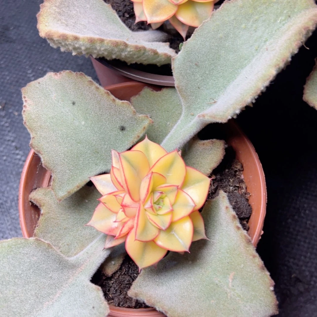 【闪购商品】麒麟座锦多肉98