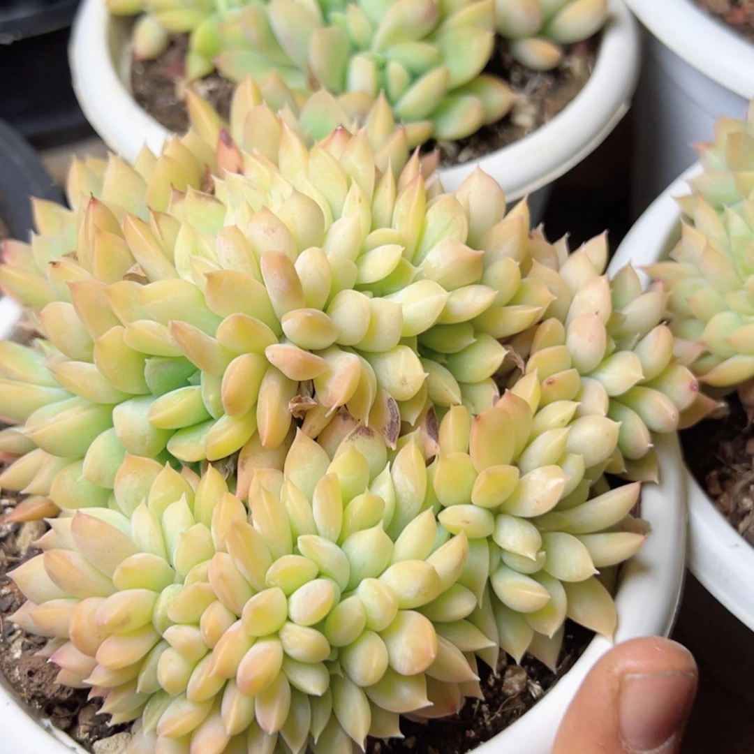 【闪购商品】麦达斯国王缀多肉39