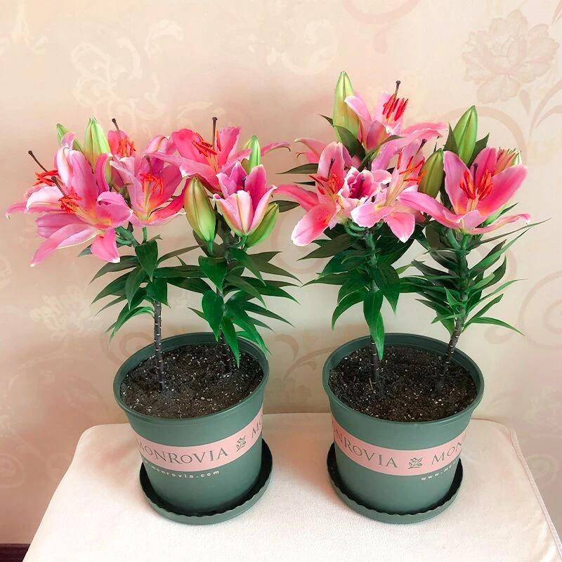 【新疆包邮】香水百合种球带芽发货