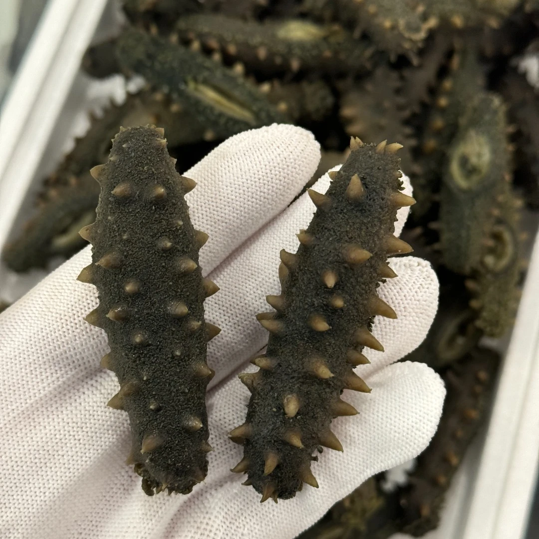 XIAOLOU ISLAND/小楼岛【小楼岛】底播盐渍半干海参500g大连长海