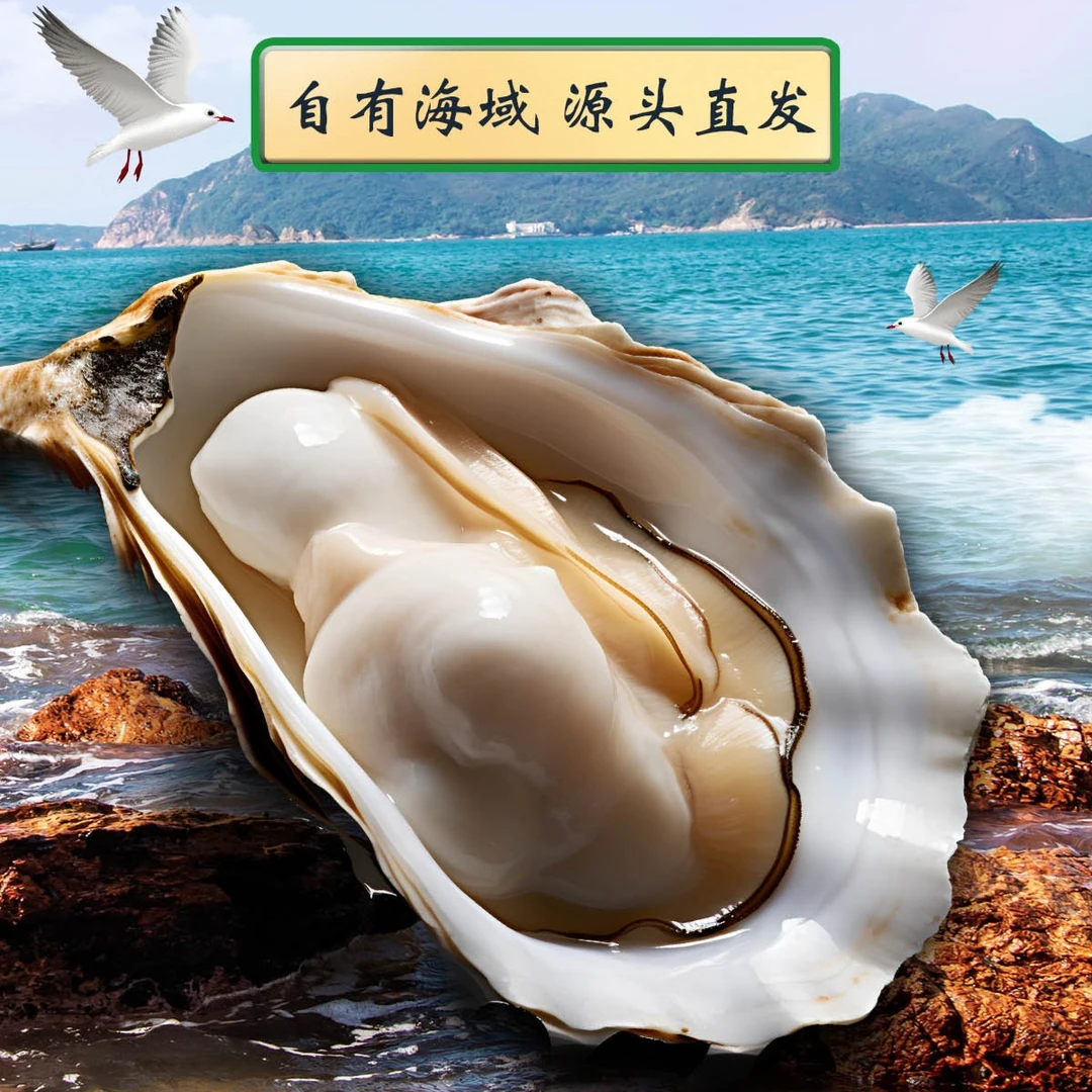 XIAOLOU ISLAND/小楼岛大连长海县冷水生蚝三倍体