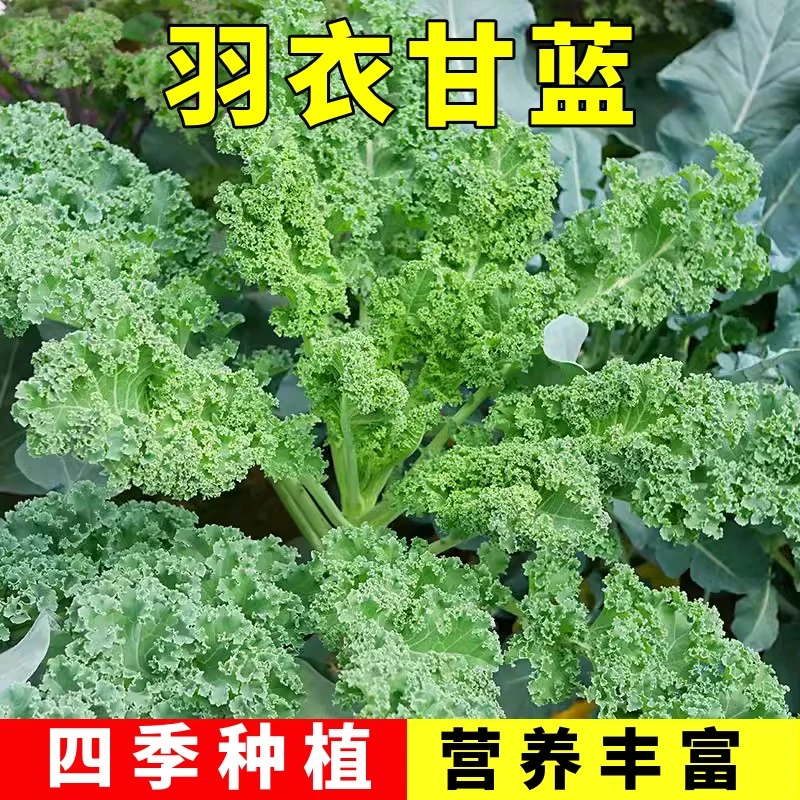 【满5包包邮】羽衣甘蓝种子食用秋冬紫色蔬菜种孑春季四季小院盆栽