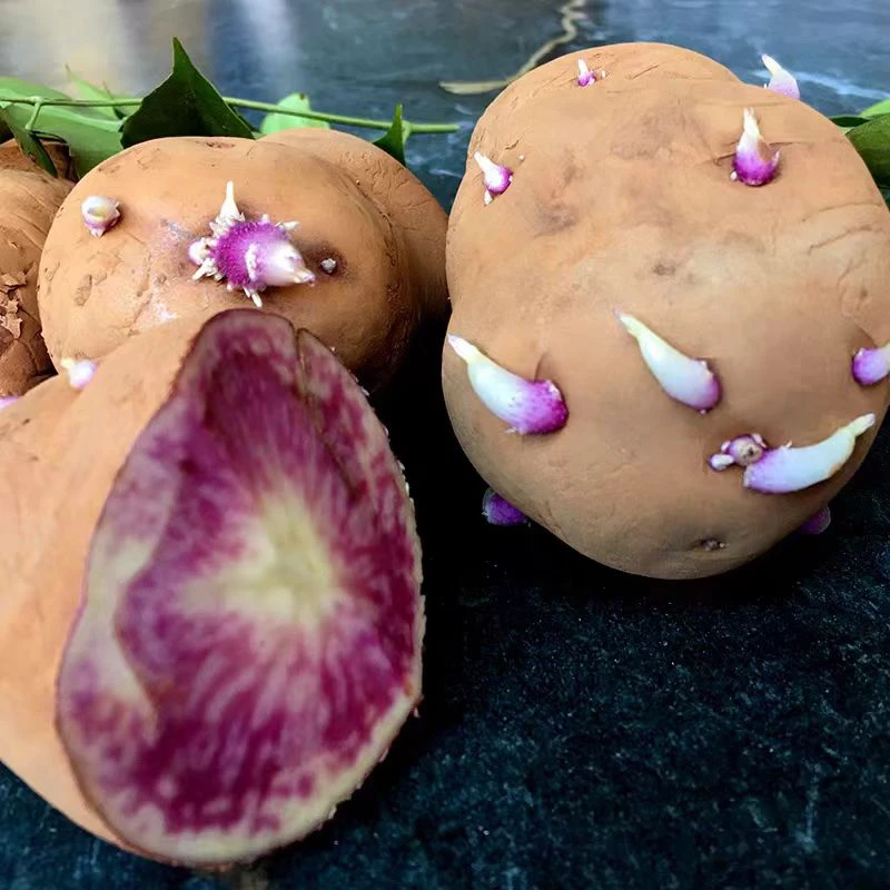 云南大理七彩土豆红心马铃薯彩色花心红皮新鲜现挖红心土豆洋芋