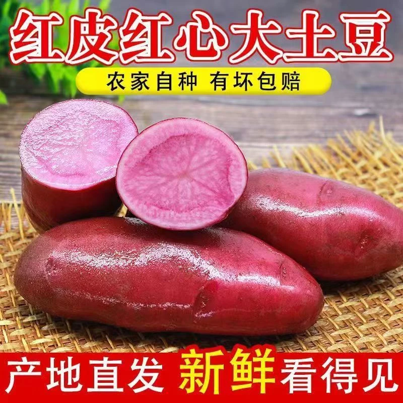 新鲜红皮红心土豆小果红玫瑰富含花青素红土豆小土豆包邮