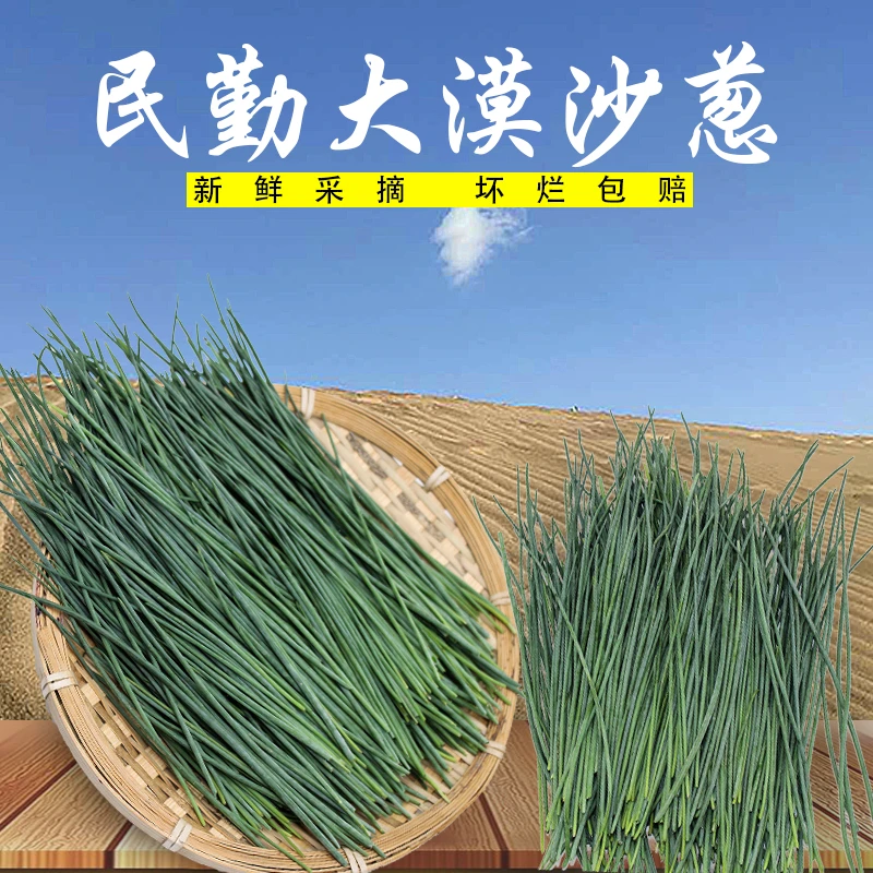 新鲜葱野沙葱蔬菜野菜下饭菜野葱精品装保温保鲜绿色干净热炒