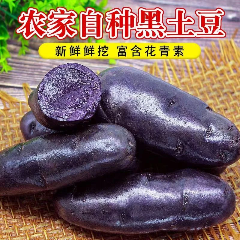 当季新鲜黑金刚土豆种植马铃薯洋芋现挖紫土豆洋芋非紫薯包邮