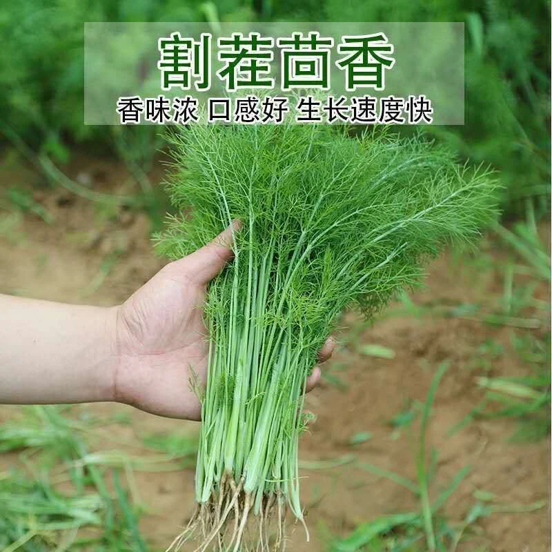 割茬茴香种子小茴香种子多次采收香味浓郁口感清香春秋播庭院