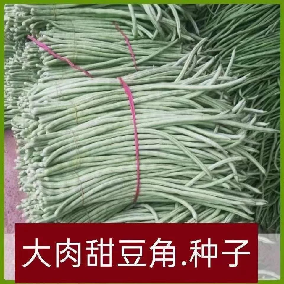 大肉糯米甜豆角种子超好吃白长豆角春夏秋播白玉长豇豆易种蔬菜孑