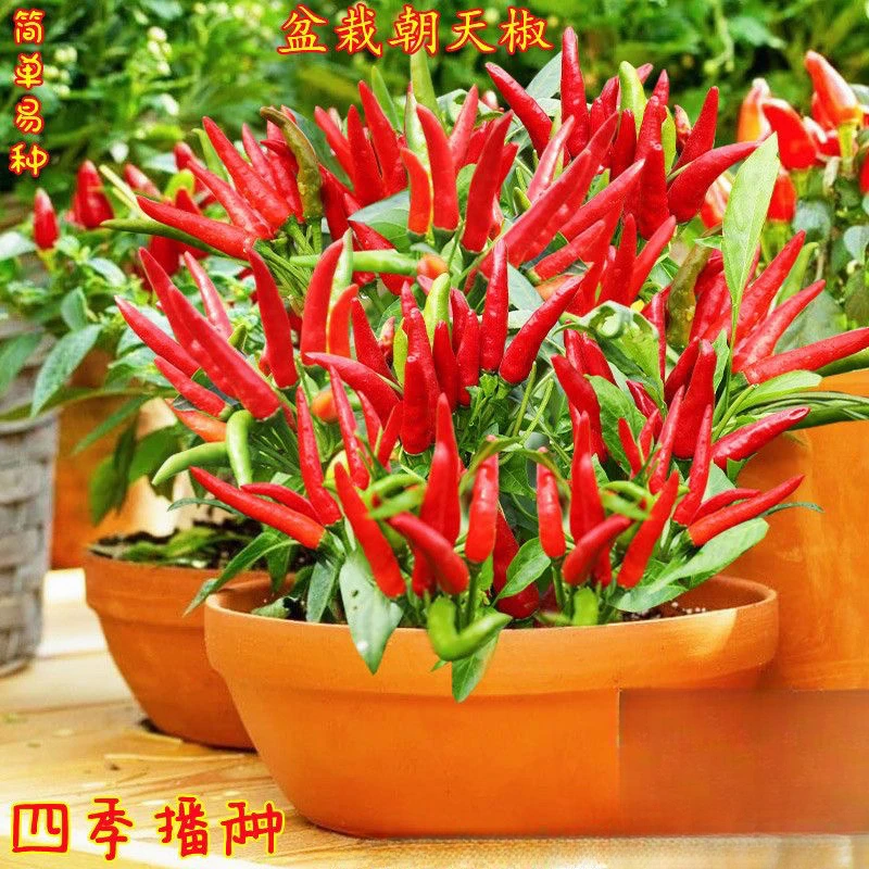 四季朝天椒种子椒小米椒辣椒种子可食用庭院阳台盆栽蔬菜种子