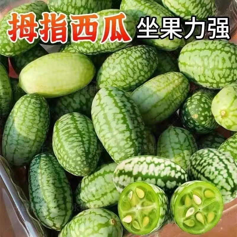 拇指西瓜种子种籽四季母子手指西瓜子水果种庭院阳台盆栽种子
