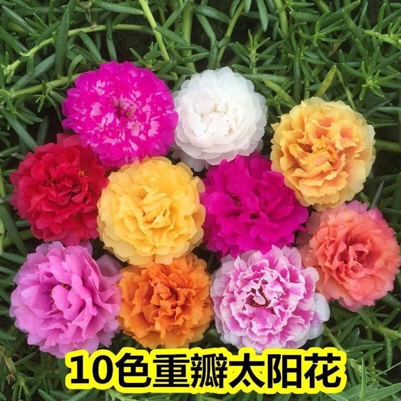 重瓣太阳花花种子四季盆栽易活易种庭院阳台观赏花卉种籽