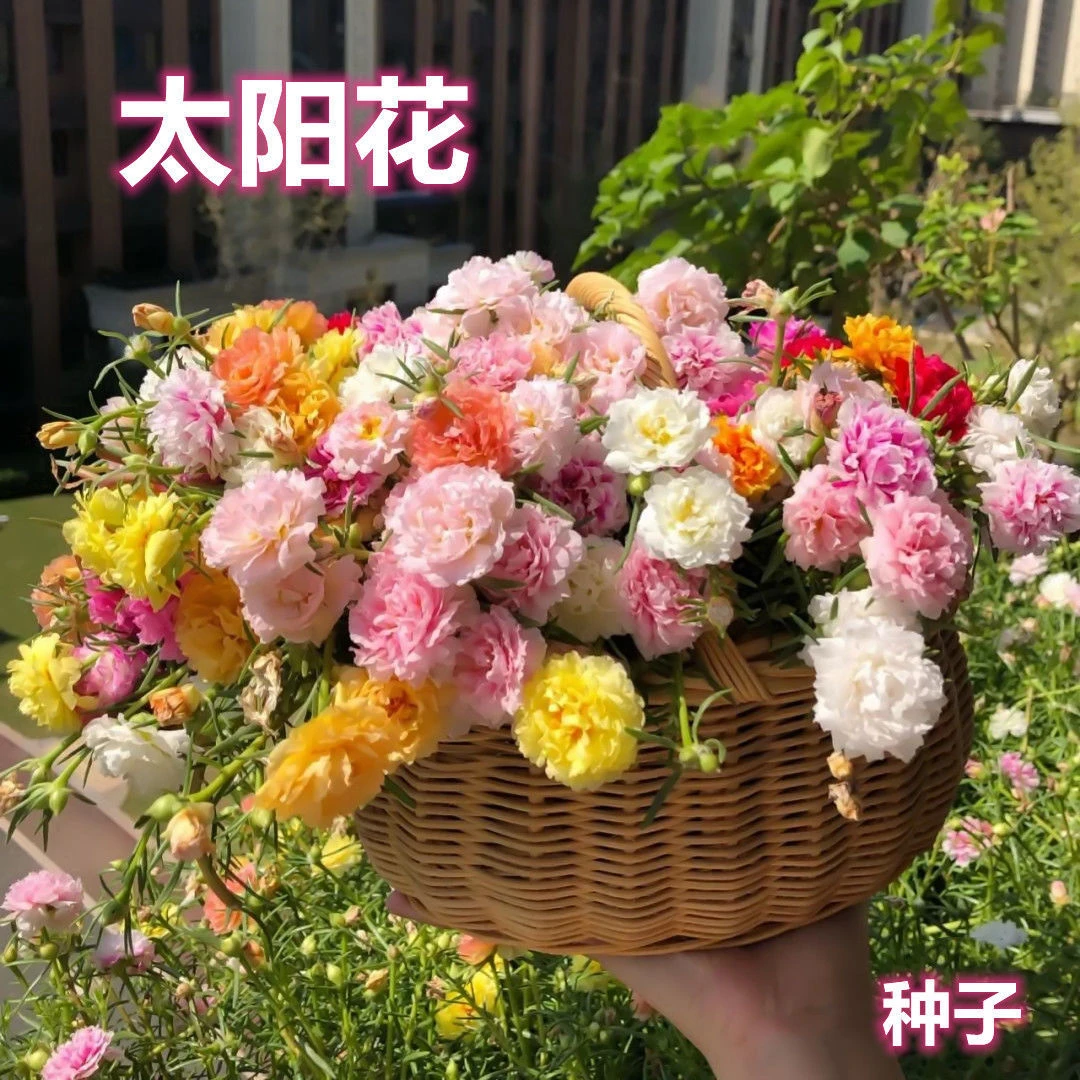 重瓣太阳花种子四季开花懒人好打理的四季开花种子室内外庭院观赏