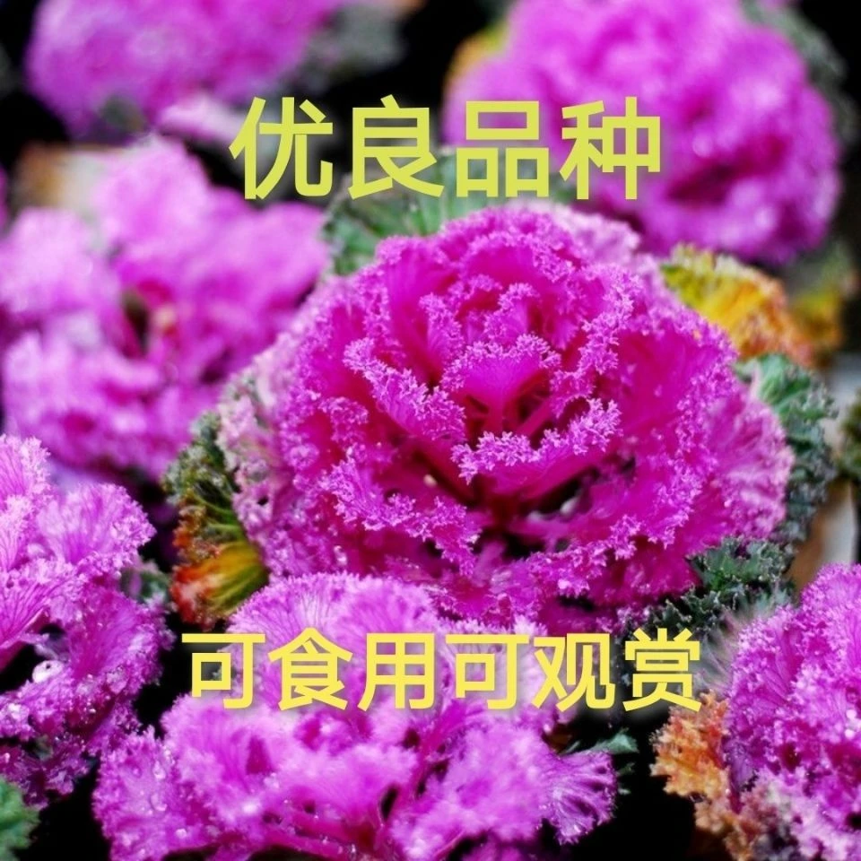 新型羽衣甘蓝种子花卉观赏食用紫色蔬菜籽苗四季播阳台盆栽种籽