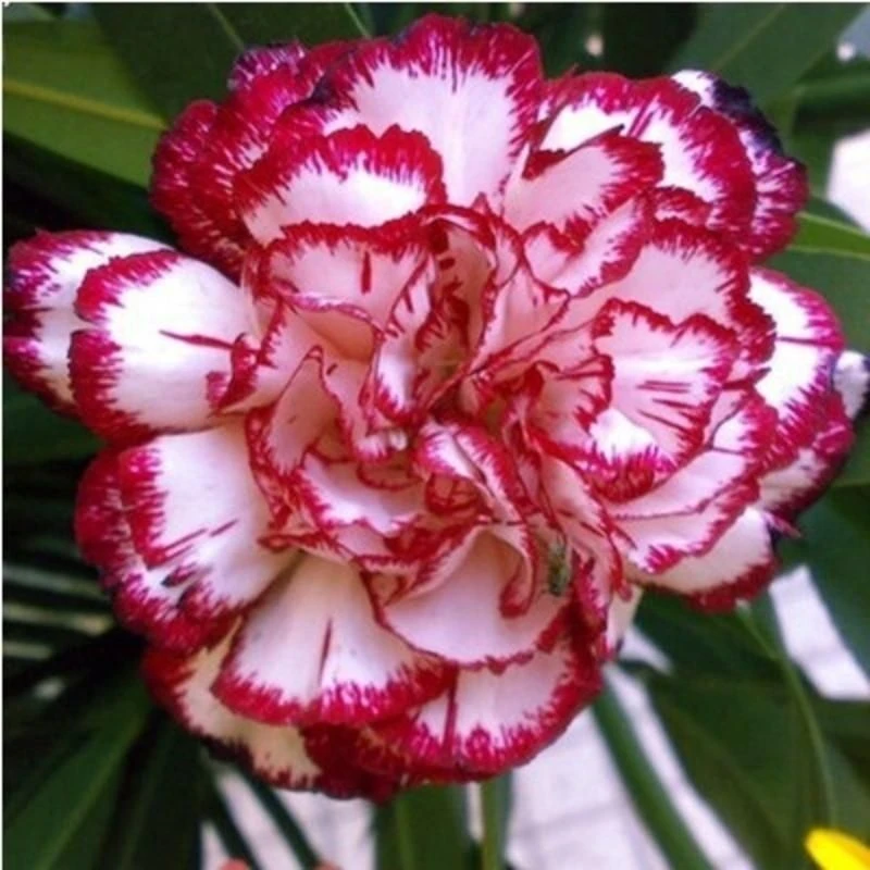 重瓣康乃馨花种籽四季庭院室外种植绿植花卉大全
