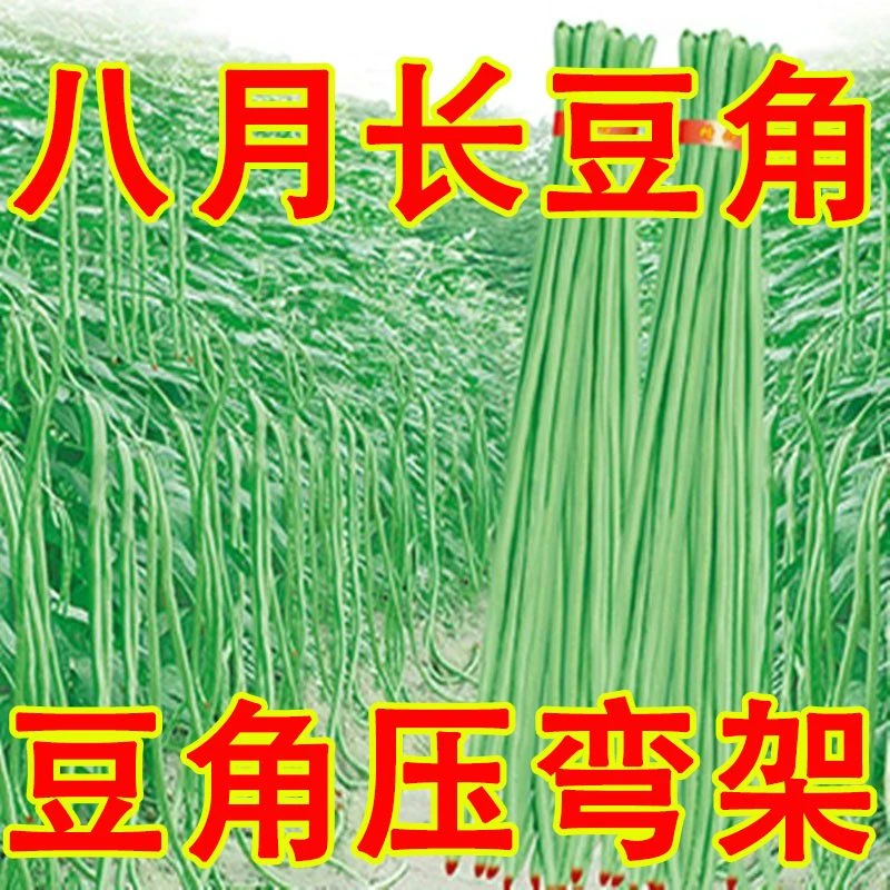 春秋庭院易种蔬菜豇豆干枝梅特长豆角种子中早熟长达1.2米特