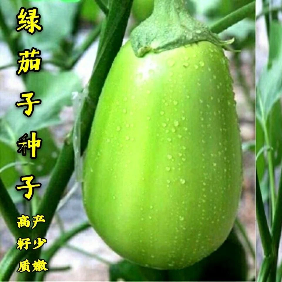 青茄子种子绿茄子绿罐茄种籽四季蔬菜种孑耐寒春季秋菜种