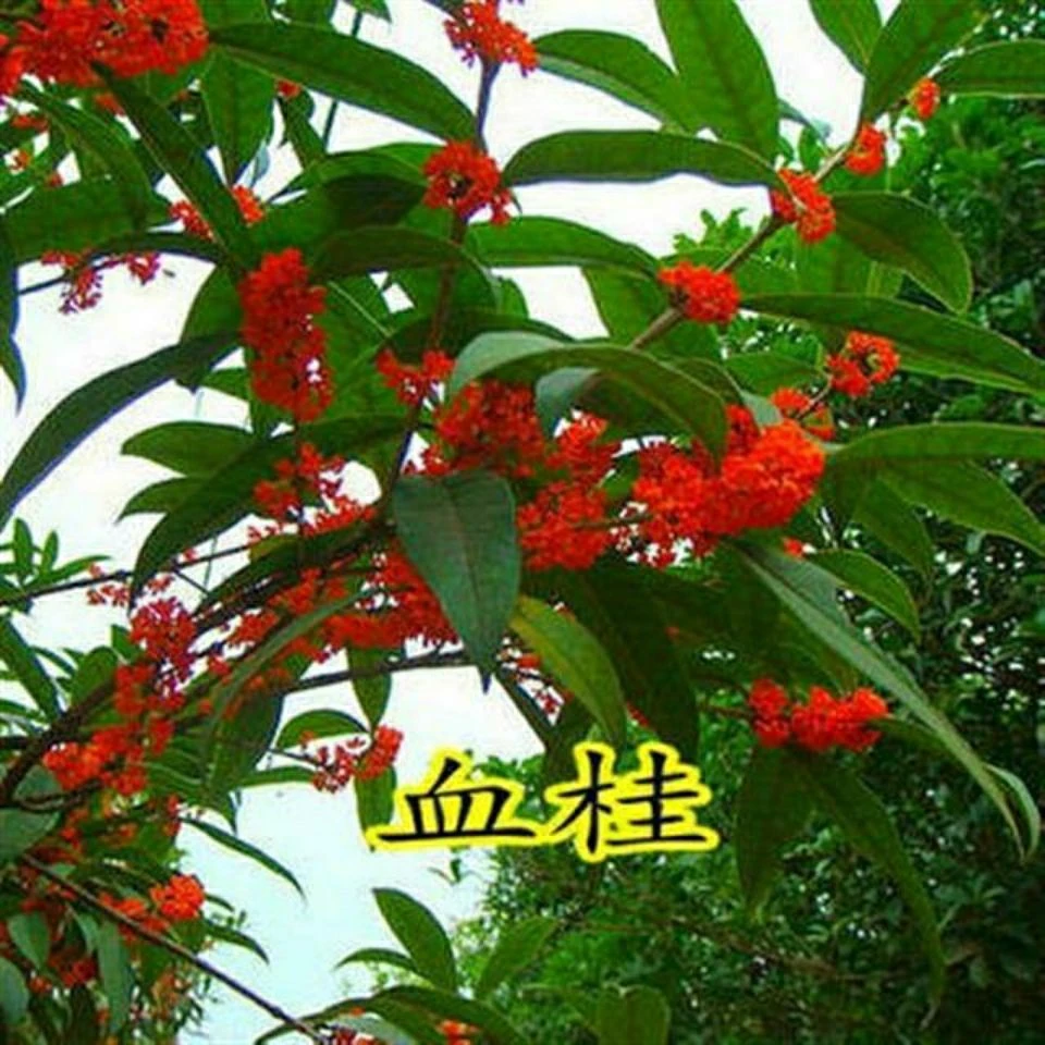 桂花种子 金桂沉香八月桂花树种子 桂花种籽四季盆栽阳台花卉种籽