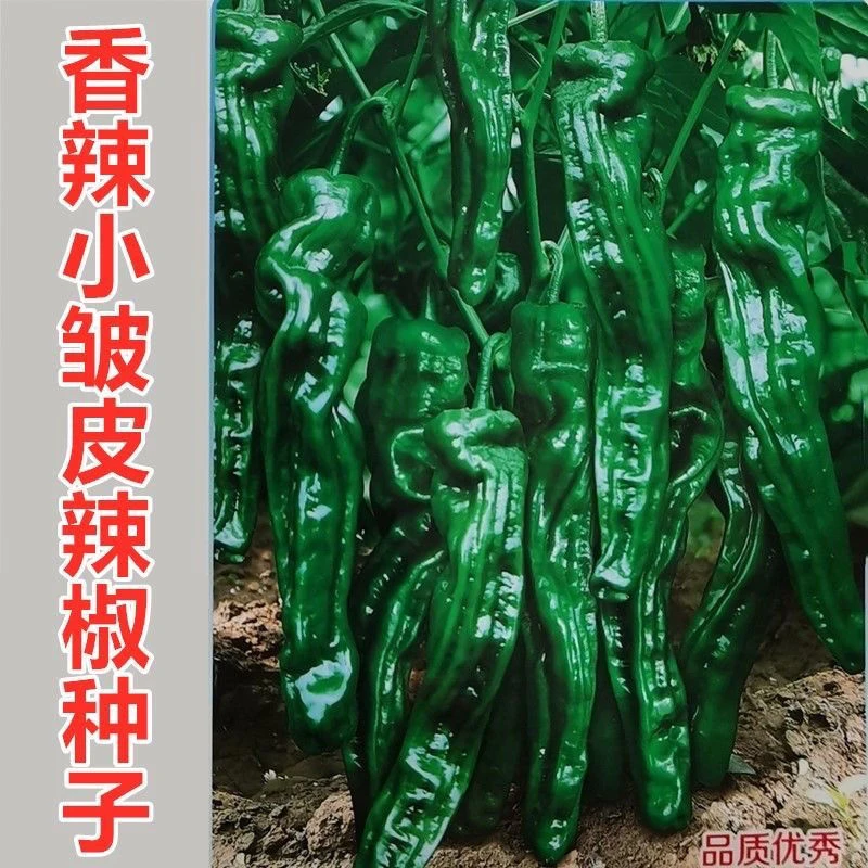 香辣小皱皮辣椒种子一代杂交中早熟挂果密泡椒薄皮特辣蔬菜种