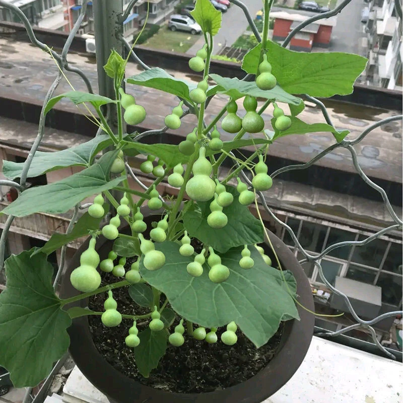 【阳台盆栽】手捻葫芦小葫芦种子籽观赏迷你葫芦籽