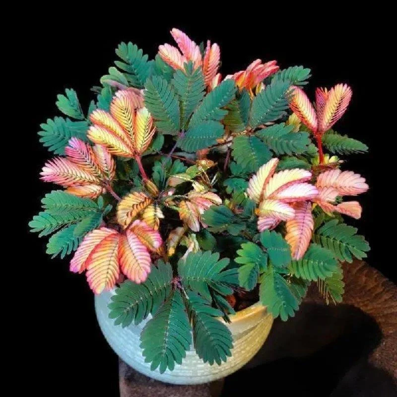 彩叶含羞草花种子四季活奇趣植物害羞草室内外阳台盆栽植物花庭院