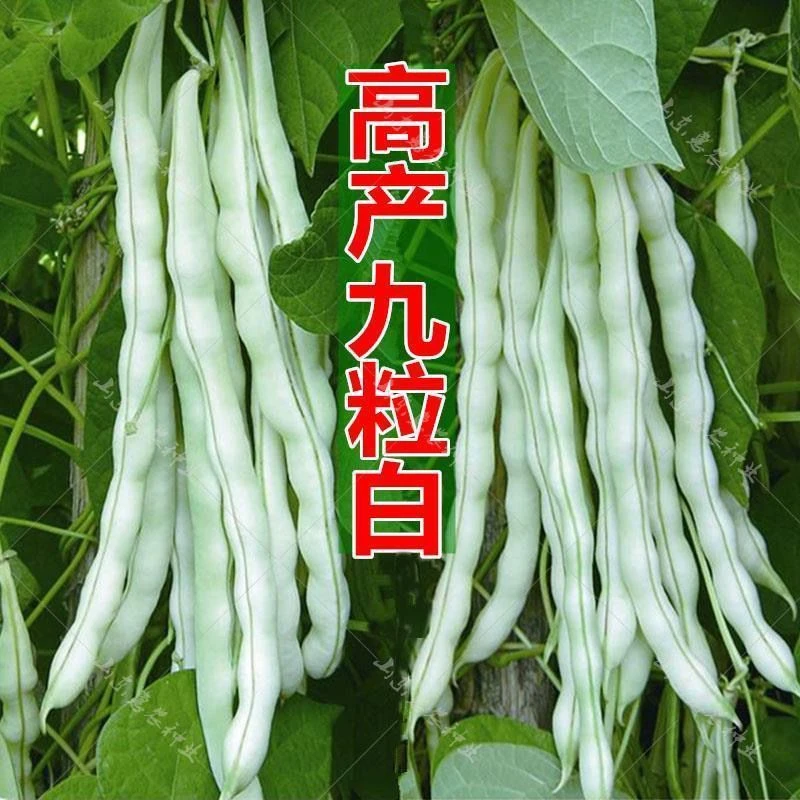 九粒白芸豆种子豆角四季豆架豆种春季四季播蔬菜农家田园