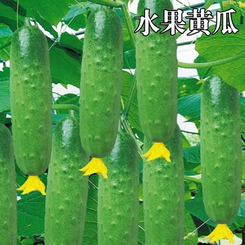 水果黄瓜种子压趴架四季盆栽春秋黄瓜种旱籽大棚阳台蔬菜种子